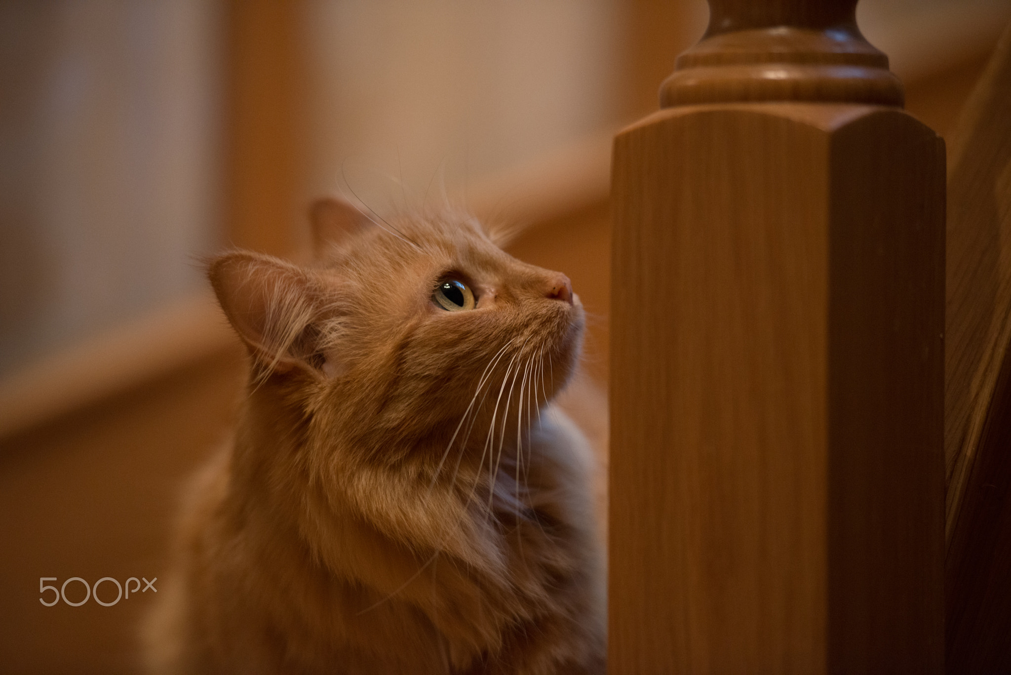 Rozi