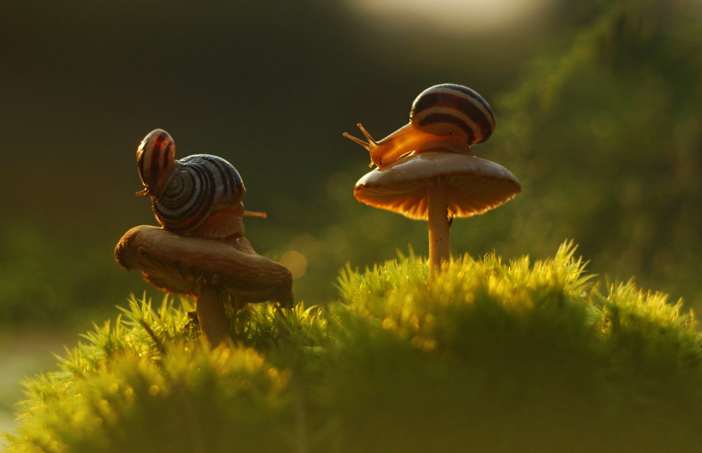Forest Fairy Tale by Oleg Aleschenko on 500px.com
