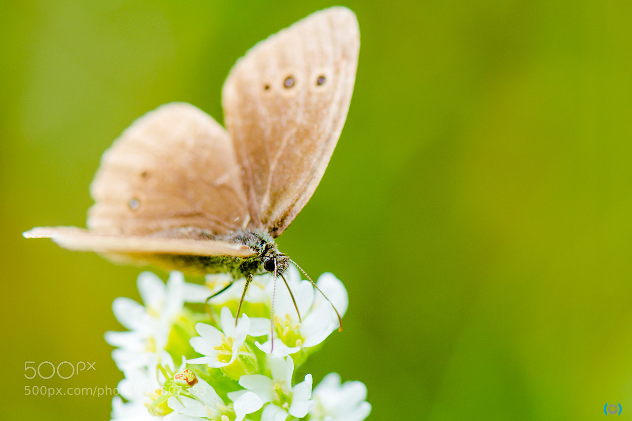 Nikon D5200 sample photo. Brauner waldvogel photography