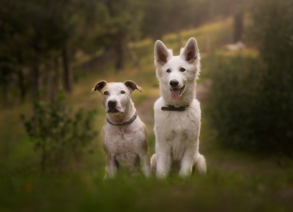 Untitled by Johan Fredriksson on 500px.com