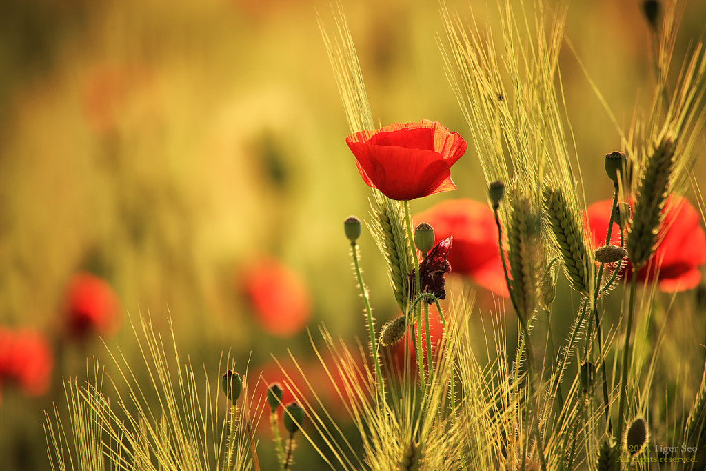 poppy & barley by Tiger Seo on 500px.com