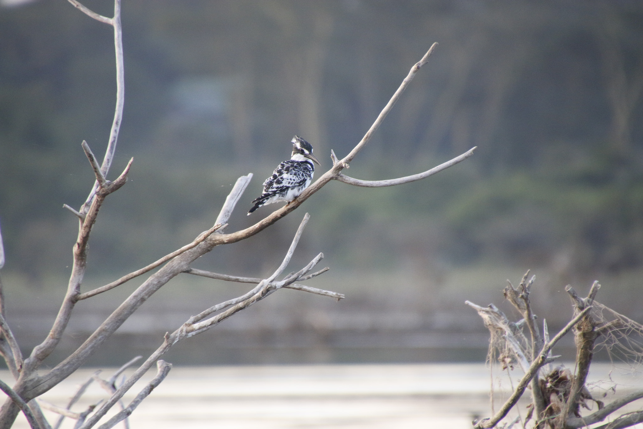 Canon EOS 70D sample photo. Mg photography
