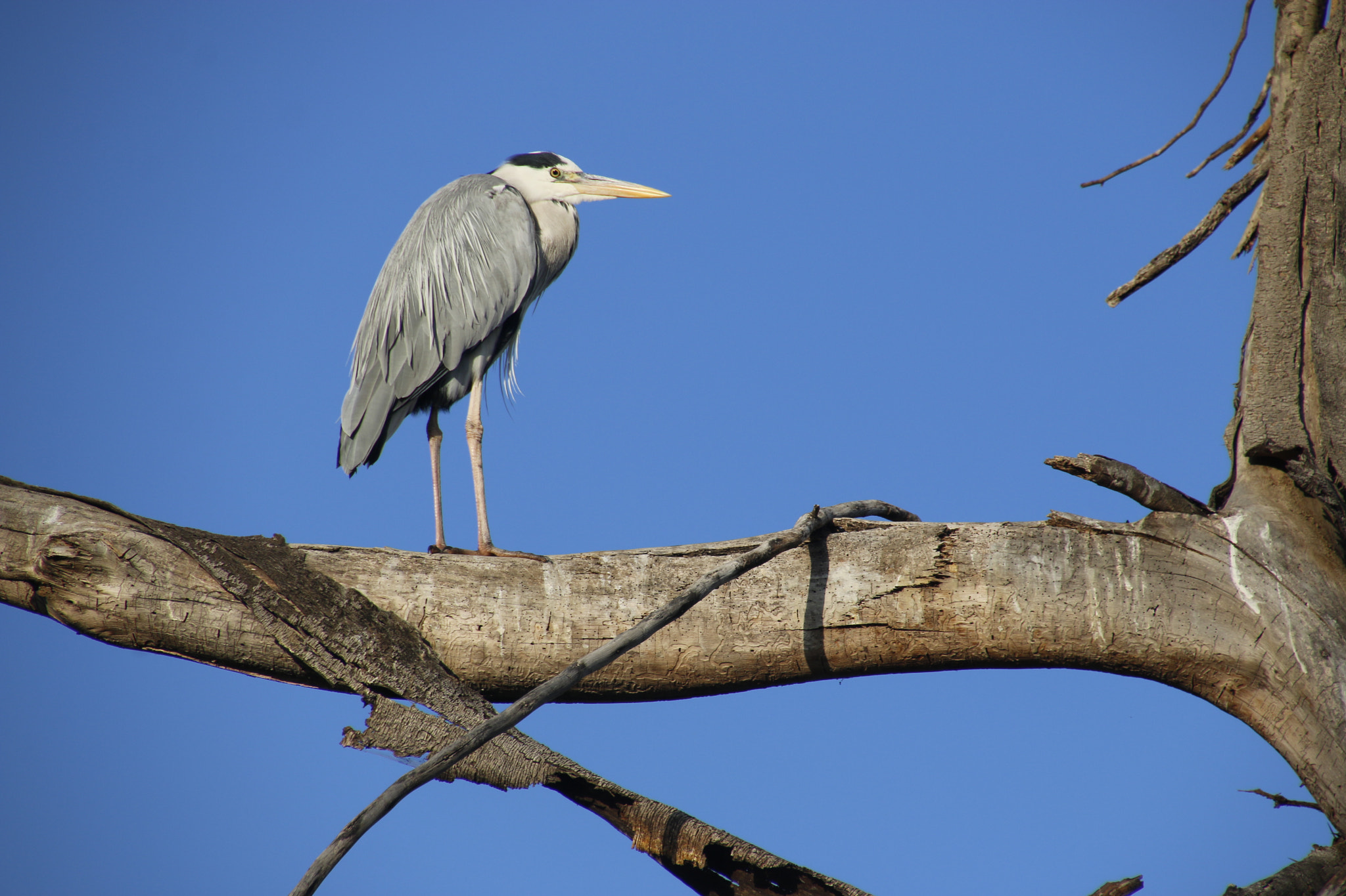 Canon EOS 70D sample photo. Mg photography