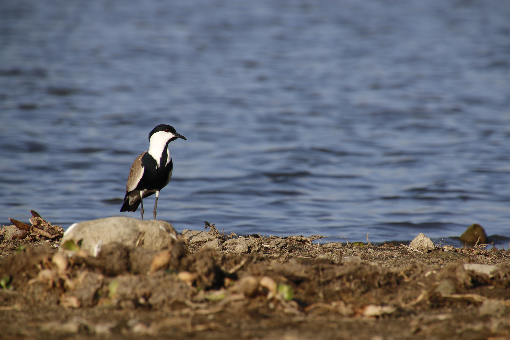 Canon EOS 70D sample photo. Mg photography