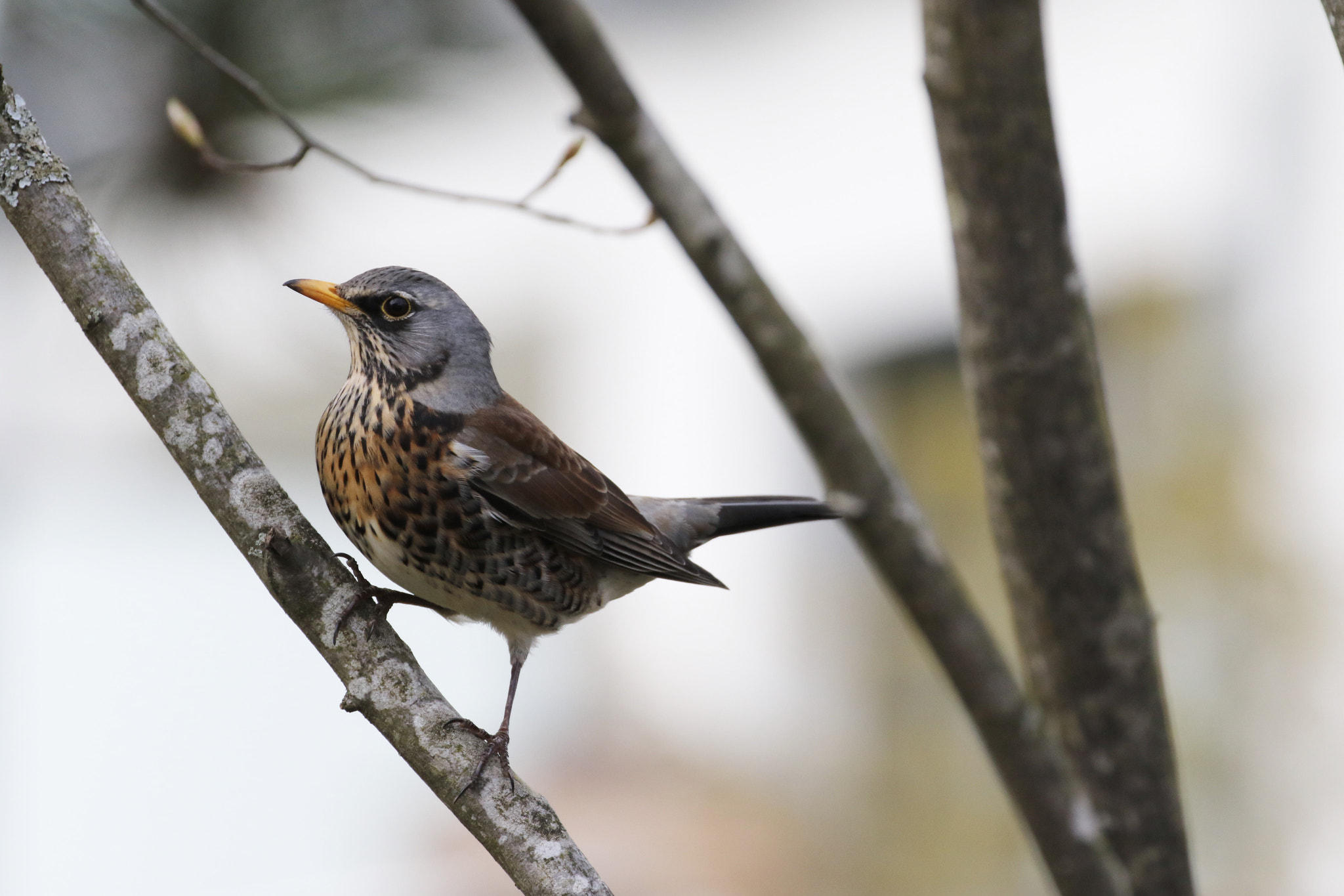 Lucky capture of a bird