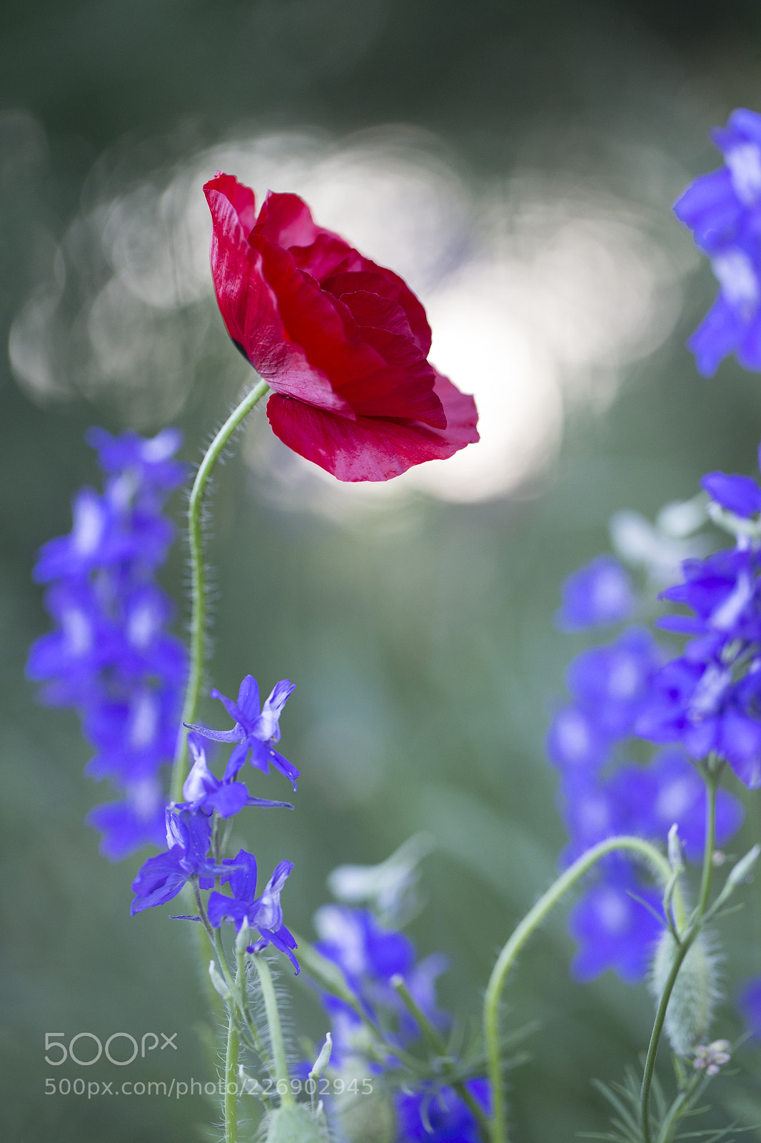 Canon EOS-1D X sample photo. Spotlight photography