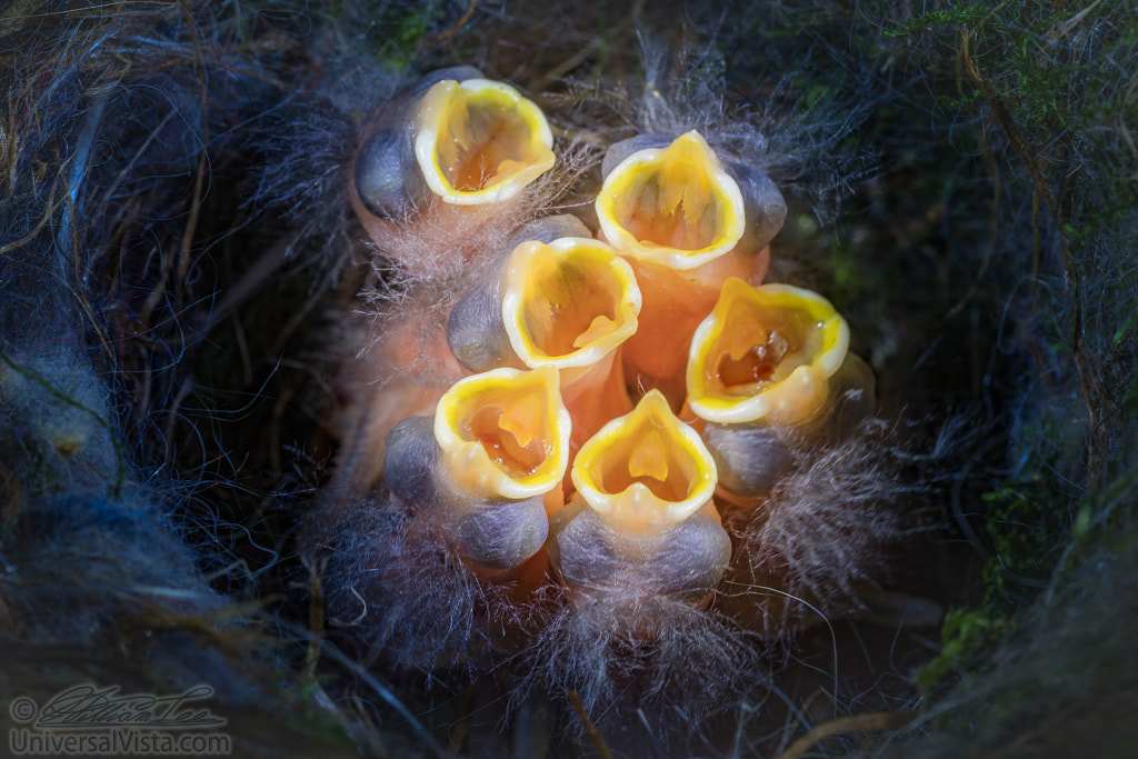 Baby birds open mouths by William Lee on 500px.com