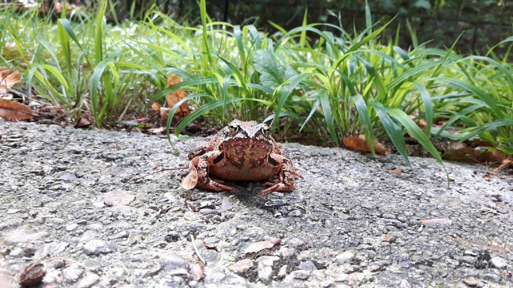 Brown frog de Damien DELYFER sur 500px.com