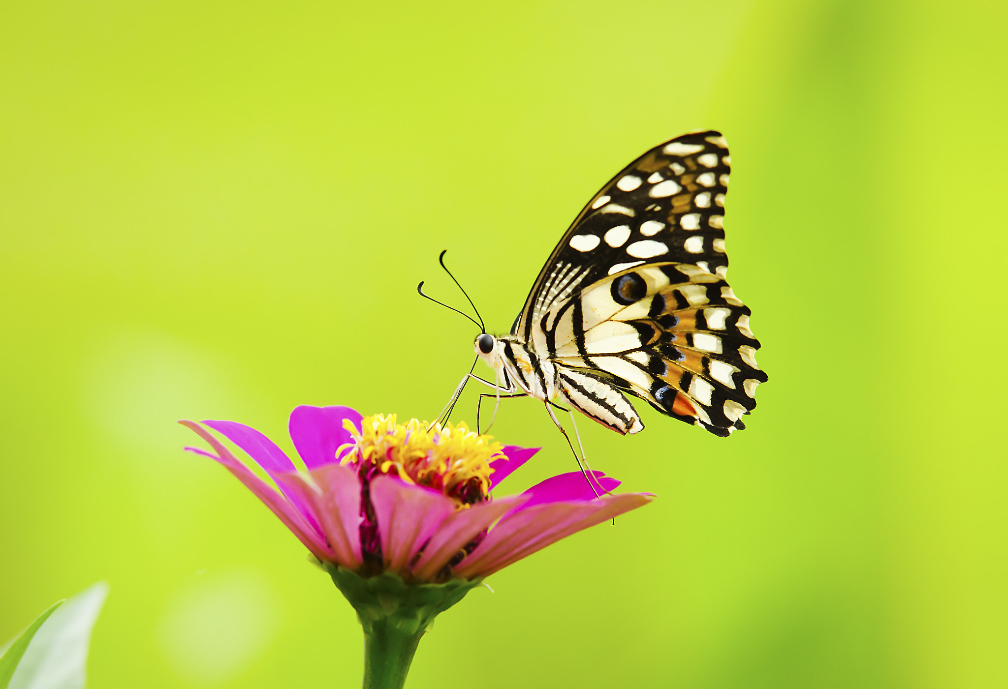 In a small garden....
