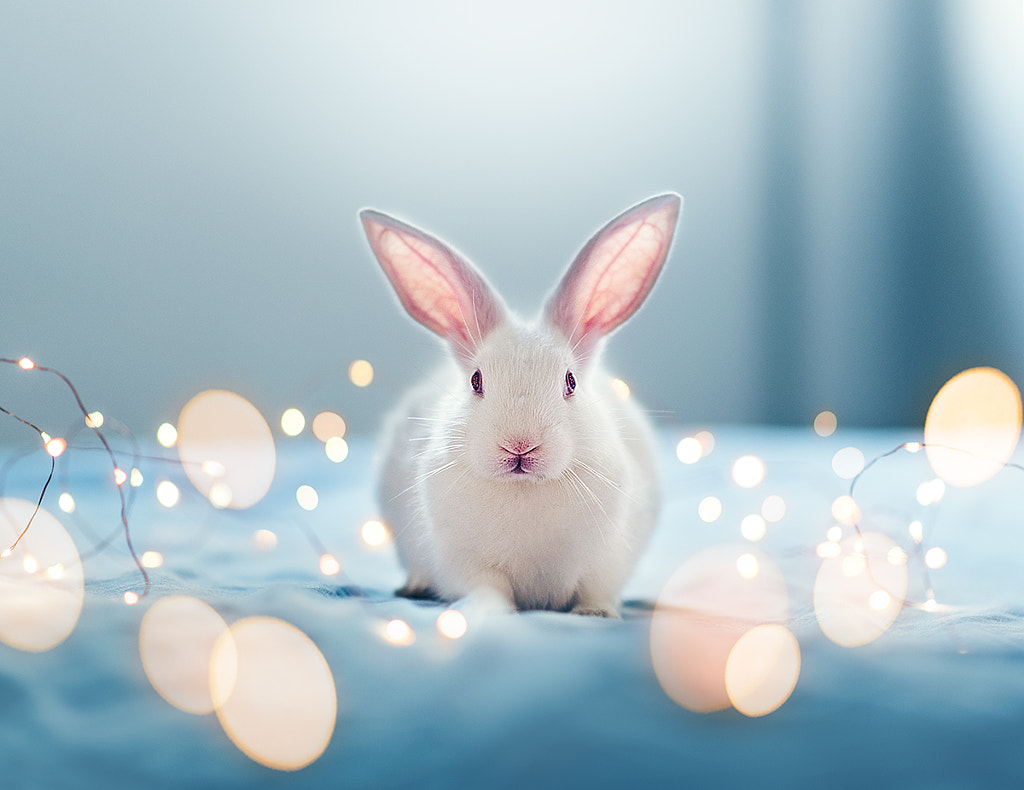 Have you seen Alice by Ashraful Arefin on 500px.com