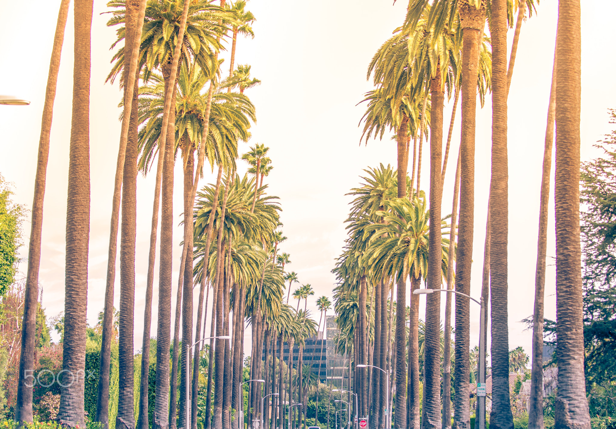 Palm trees in Los angeles