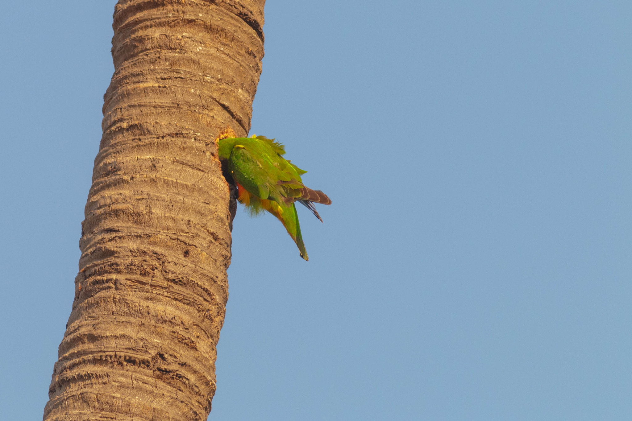 Senegal Parrot