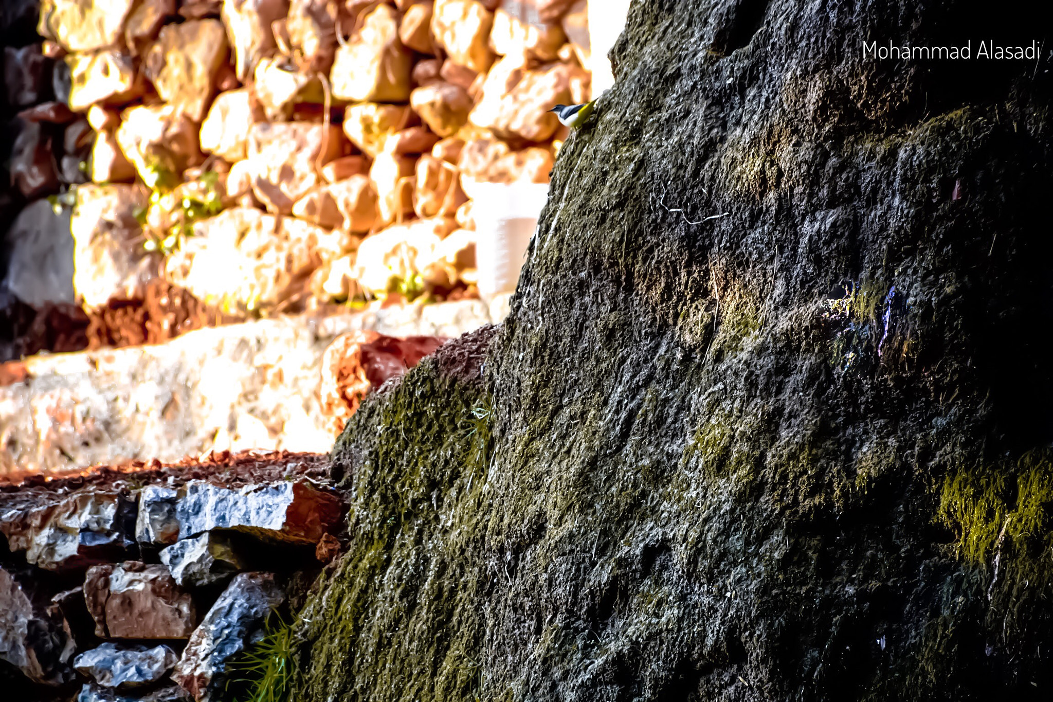 لا أحتاج جناحين