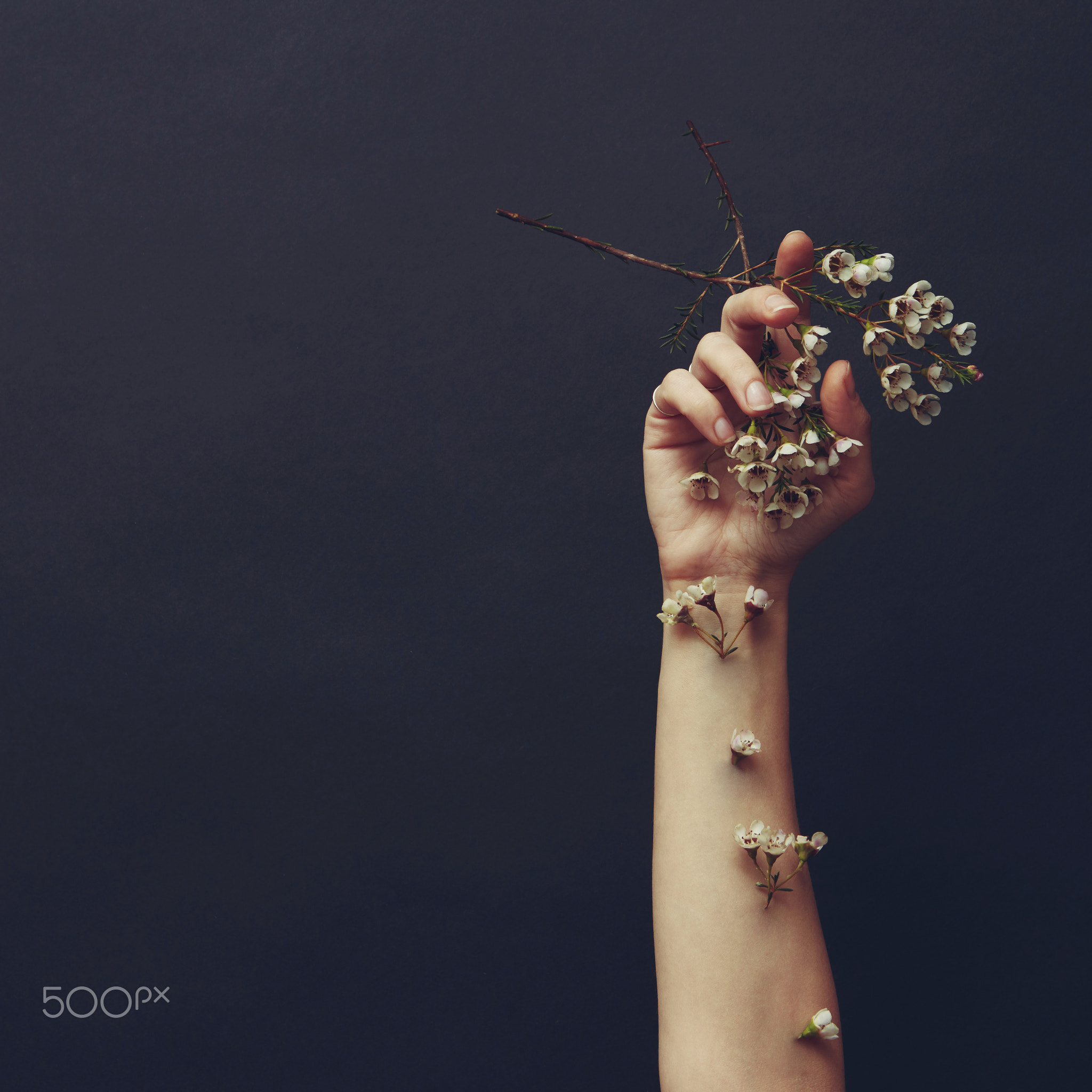 Flowers in female hand