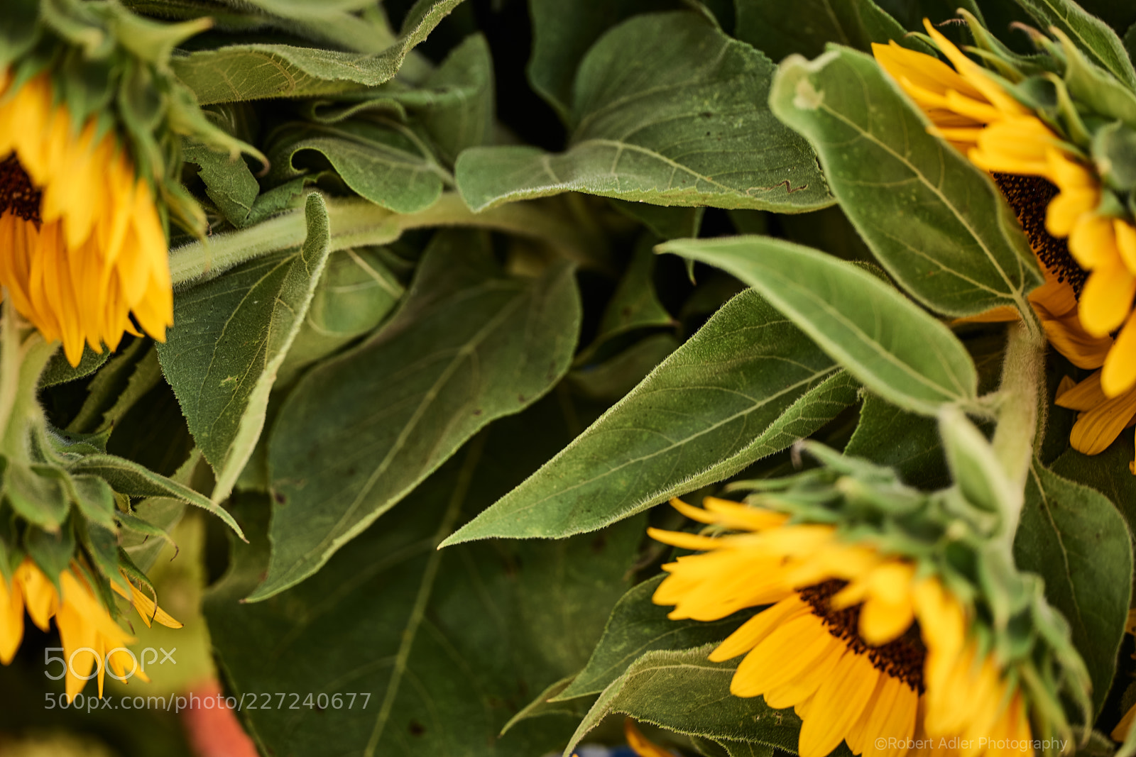 Leica SL (Typ 601) sample photo. Sun flower photography