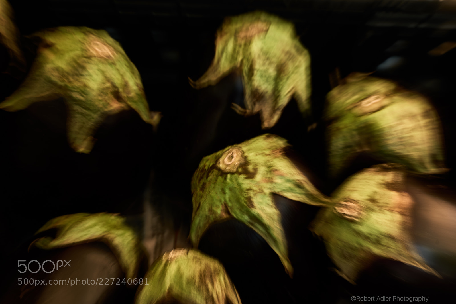 Leica SL (Typ 601) sample photo. Flying green photography