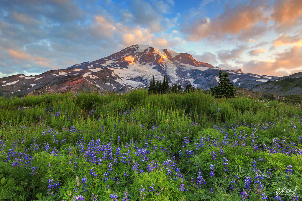 LIFE by Aaron Reed / 500px