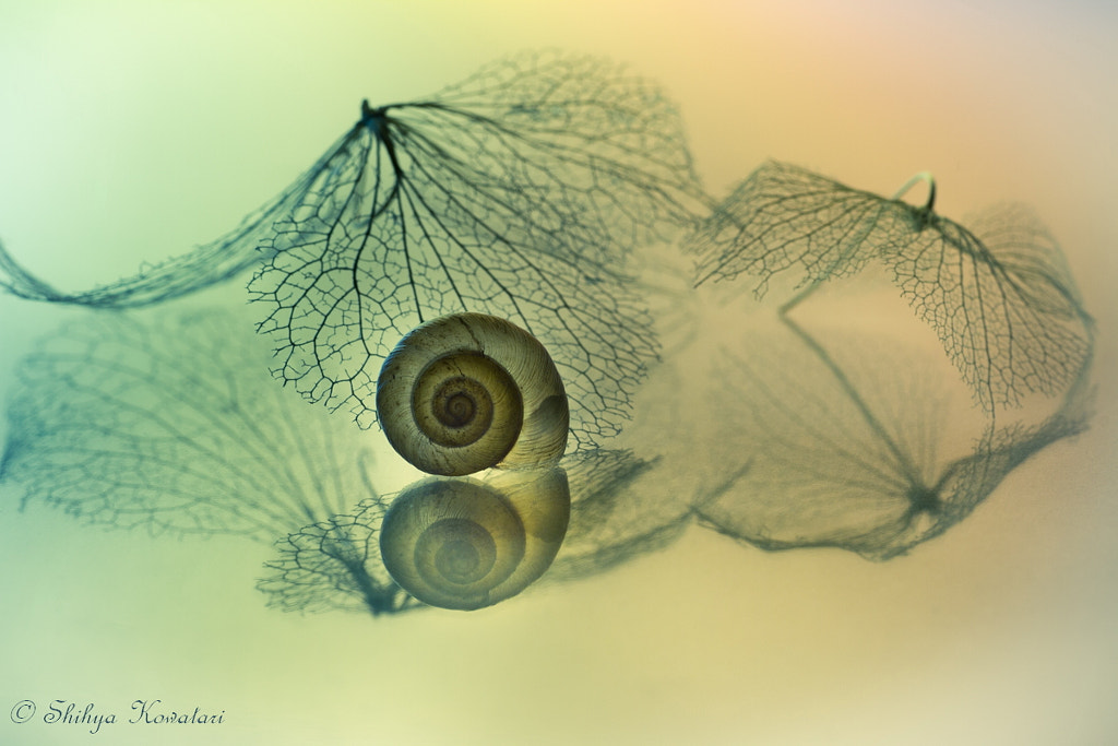 Snail by Shihya Kowatari on 500px.com