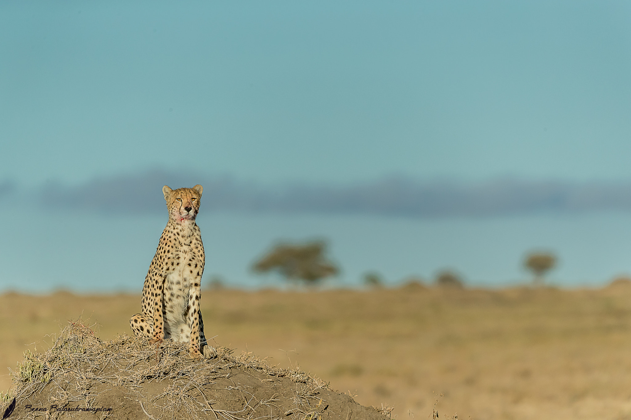 Beena Balasubramaniam (BeenaBalasubramaniam) Photos / 500px - 1170 x 780 jpeg 151kB