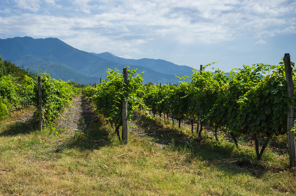 Georgian wine area Kakheti by Anna Bogush on 500px.com