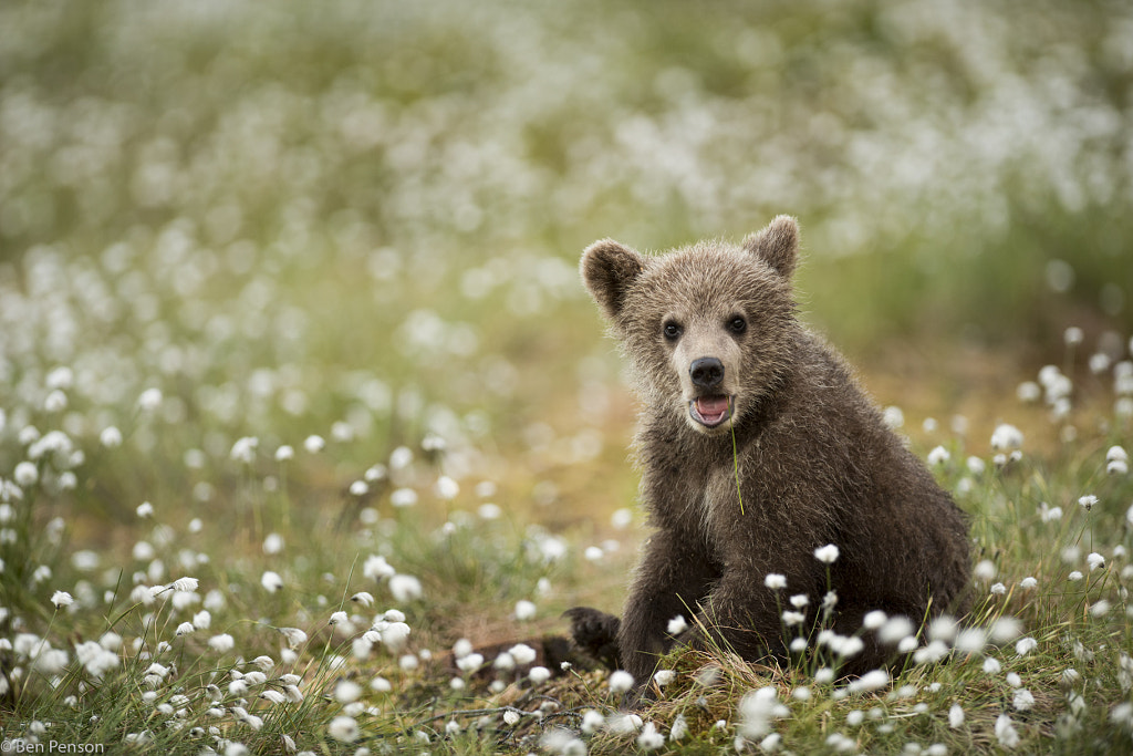 Grazing By Ben Penson   500px