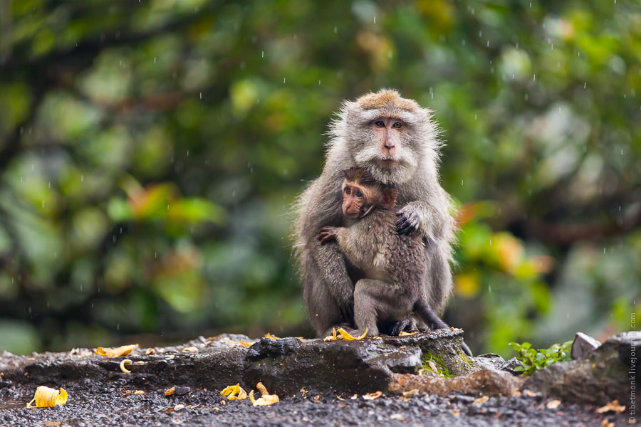 Monkeys - Monsoon Photography Gallery