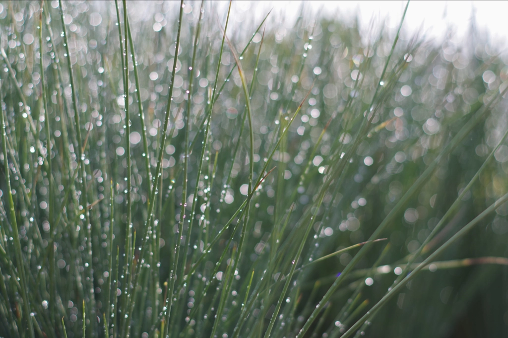 Helmi's Garden by Jacqueline and Kevin Reape on 500px.com