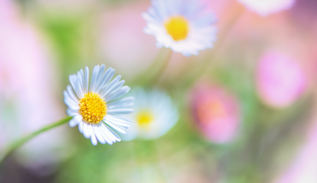 Sweet Morning colors by frederic gombert on 500px.com