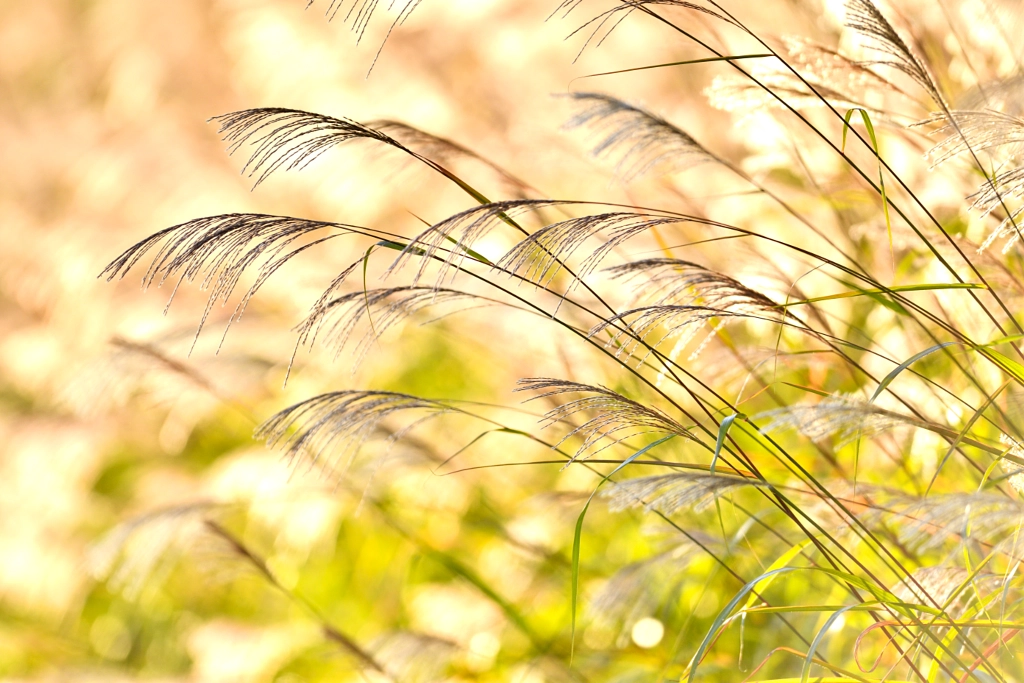 500px.comのKousuke Toyoseさんによるすすき