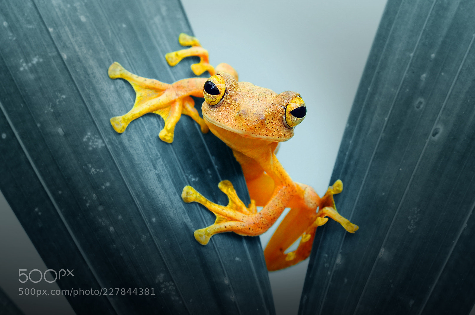 Nikon D90 sample photo. Frog, frog, forg on photography
