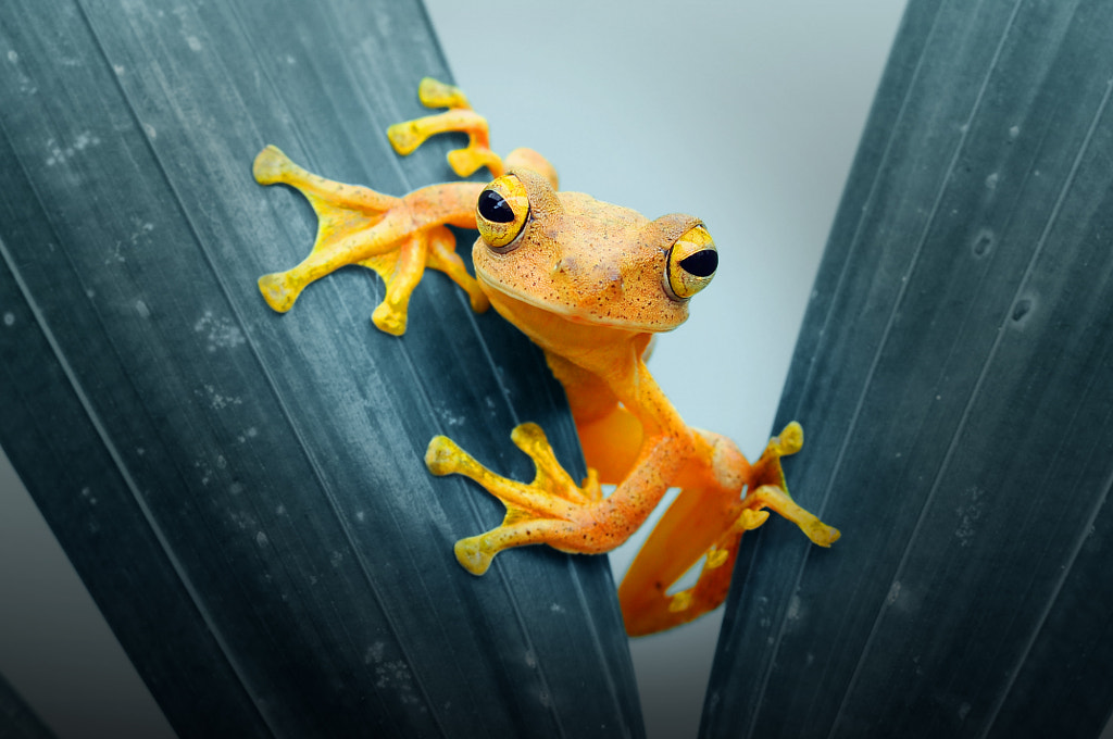 Frog, Frog, Forg on Leaves, by Andri Priyadi on 500px.com