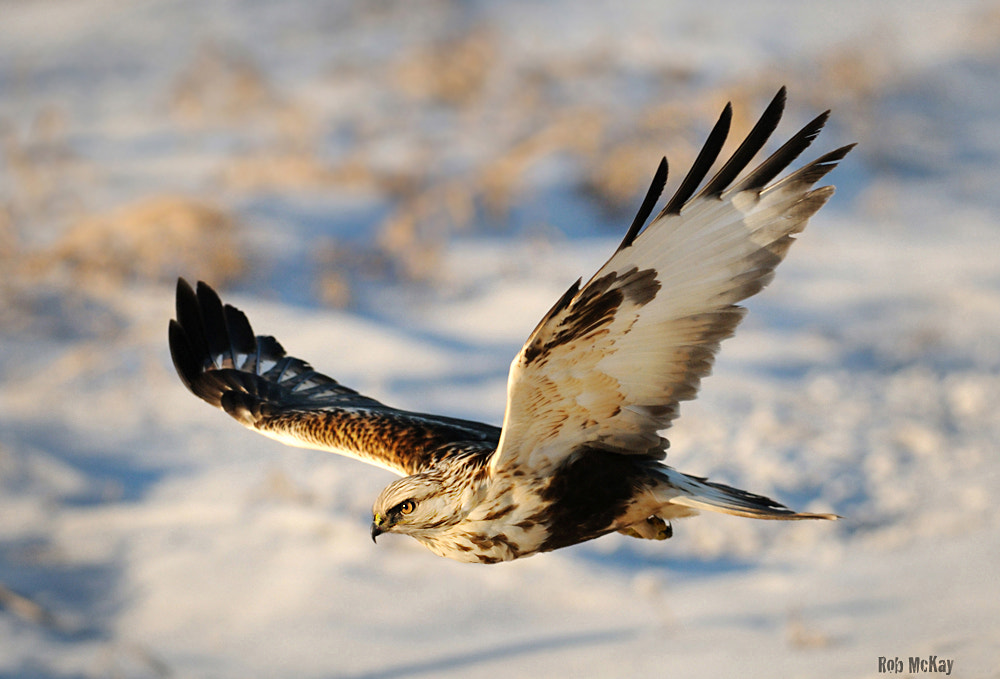 Rough-legged Hawks - 17 Species of Hawks in the United States