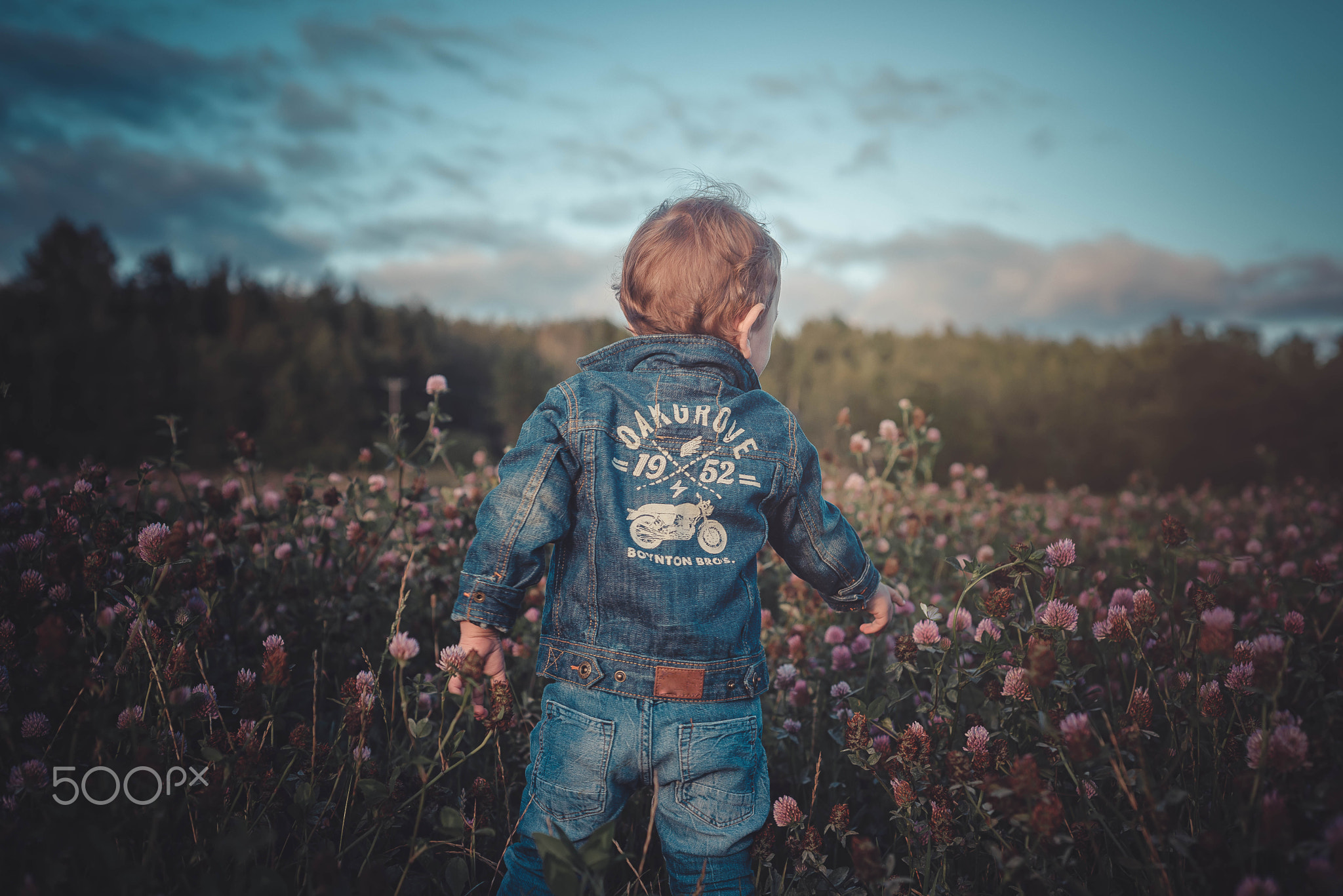 Little boy is standing in a flower field