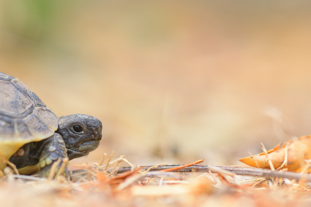 Greek Baby Turtle by Thomas Spiller on 500px.com