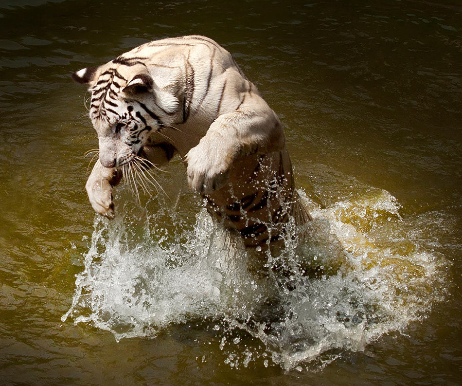 Tiger In Action by Henry Trust - Photo 2281497 / 500px