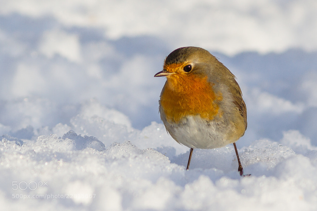 In Deep Snow