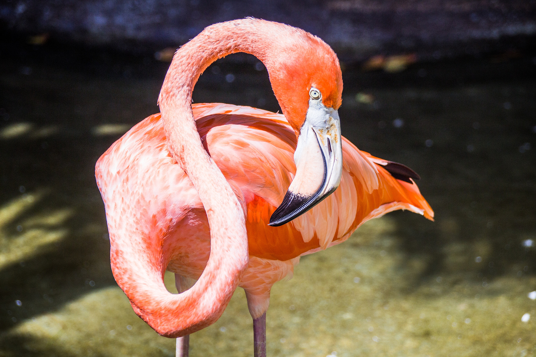 flamingo