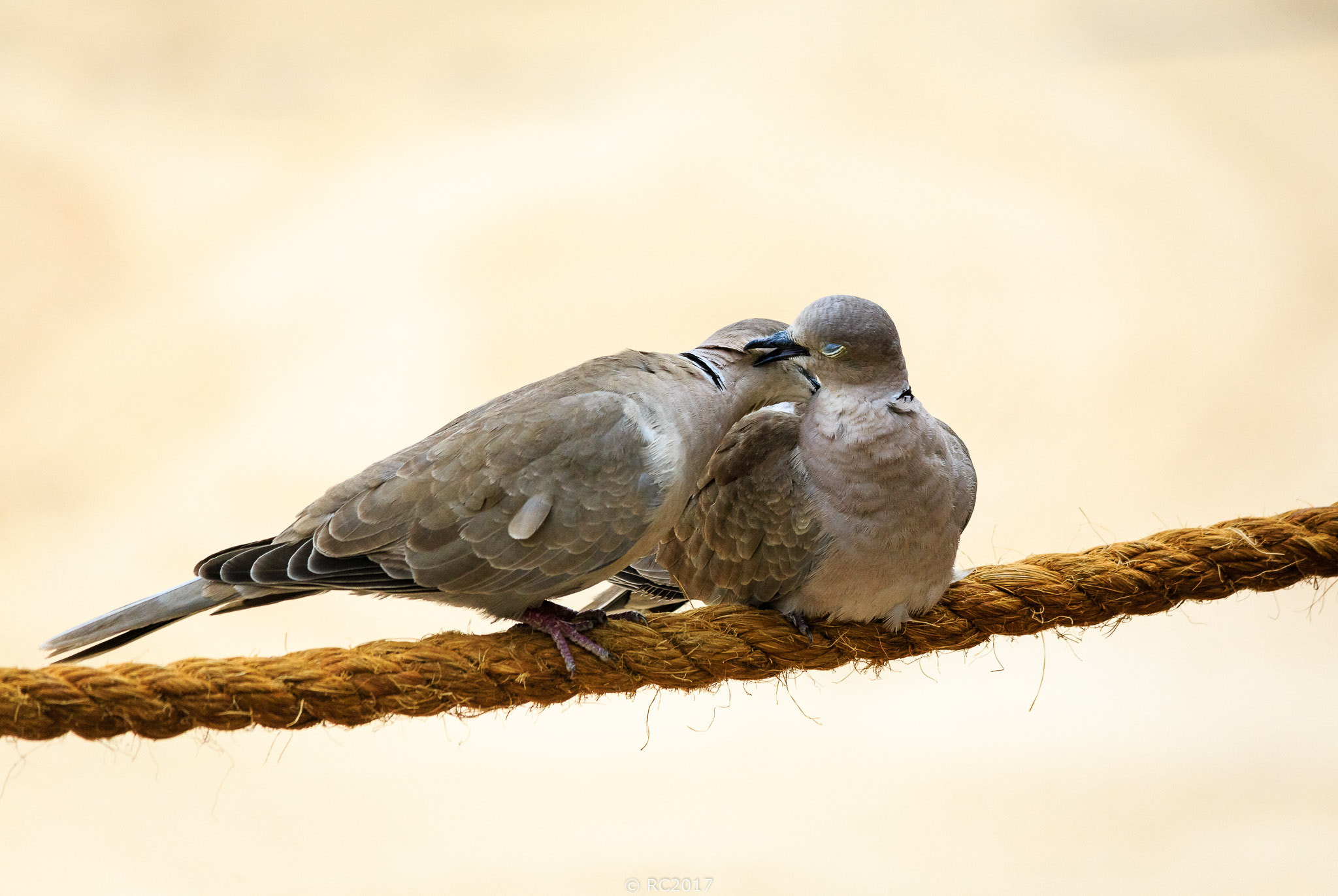 Dove Love