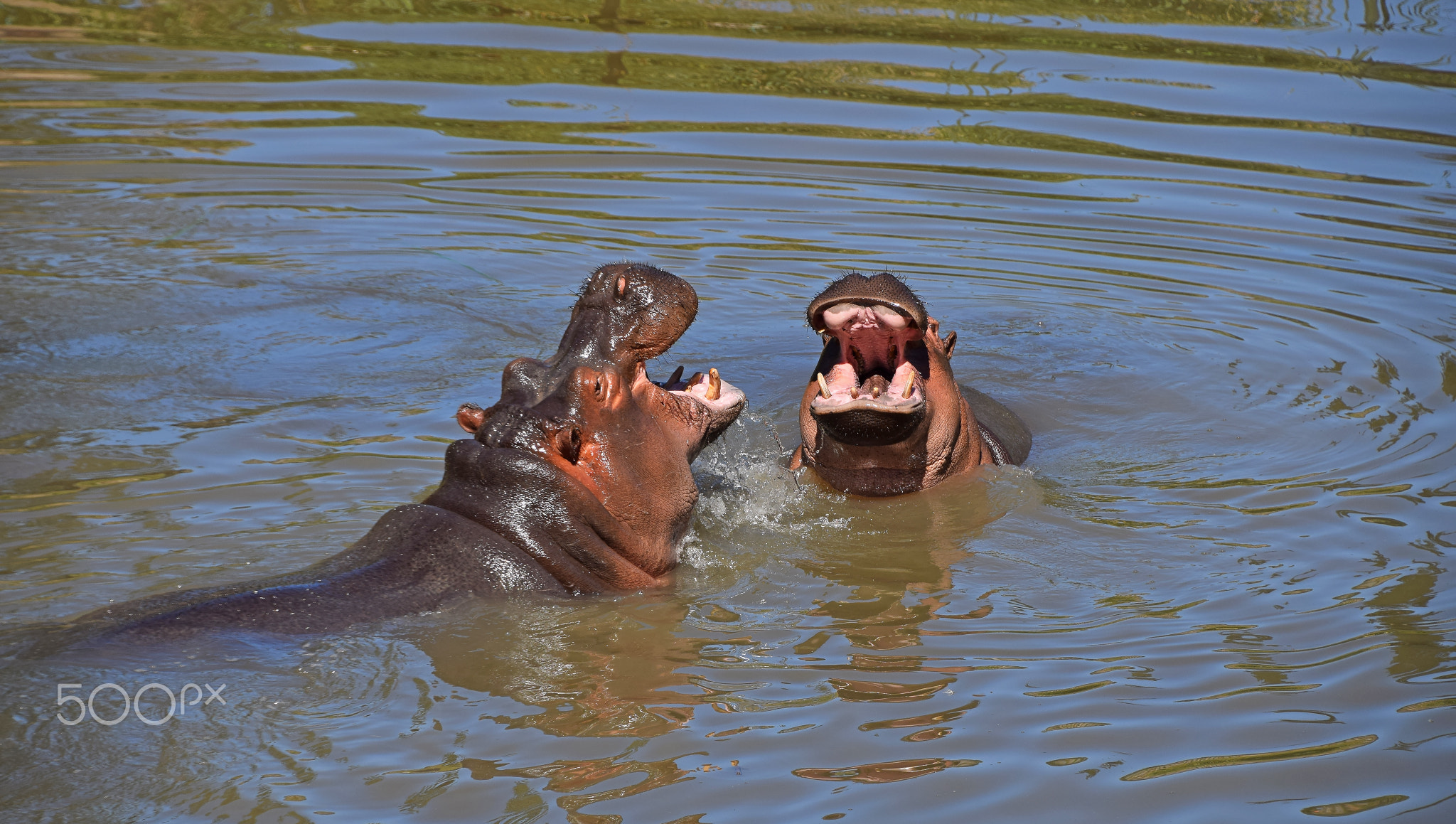 Couple of hippos playing in water