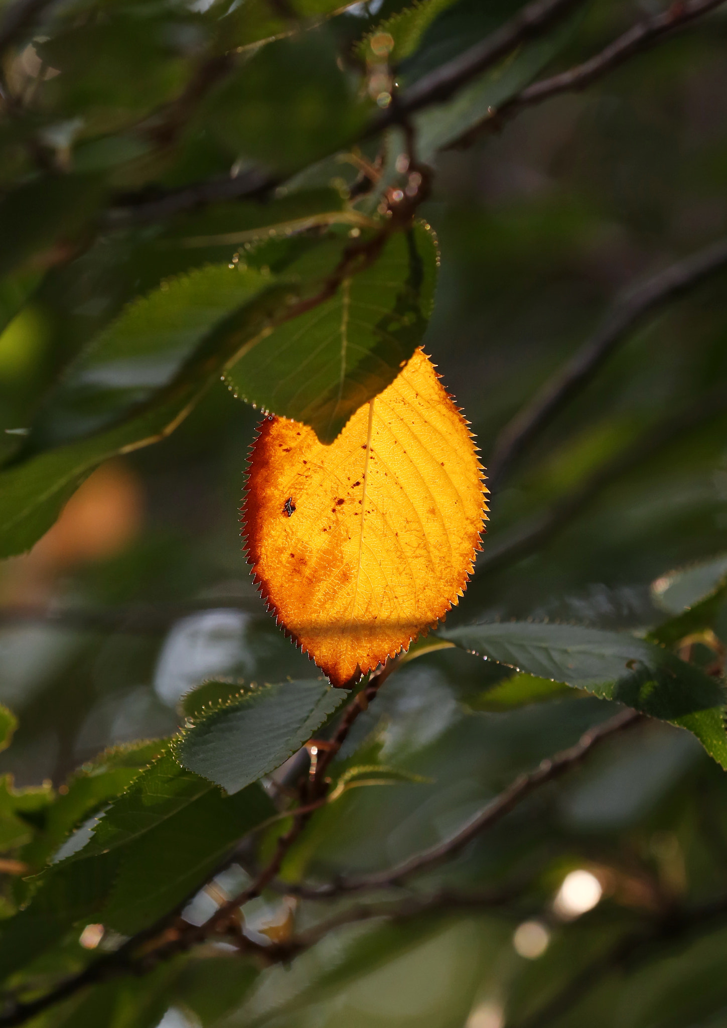 First Golden Autumn Leaf - Berlin, Germany