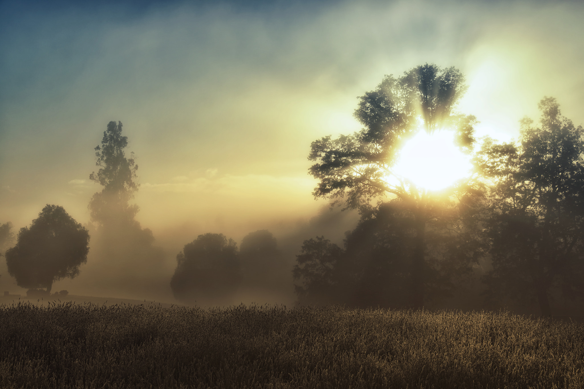 Foggy Meadow by David Jank - Photo 22843199 / 500px