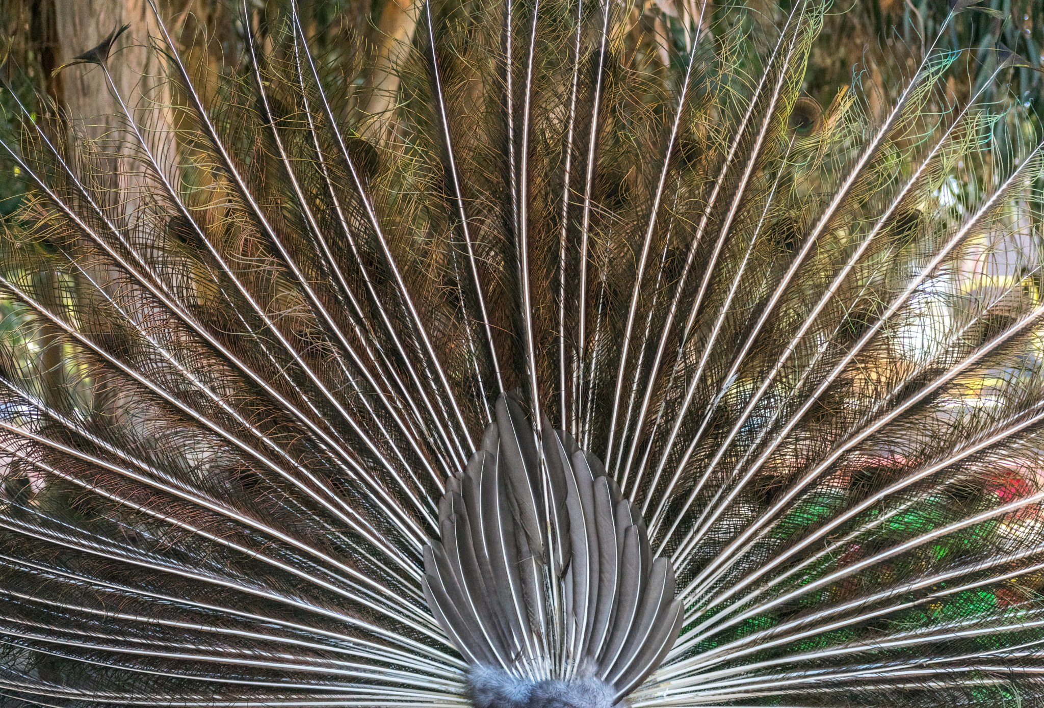 peacock, back
