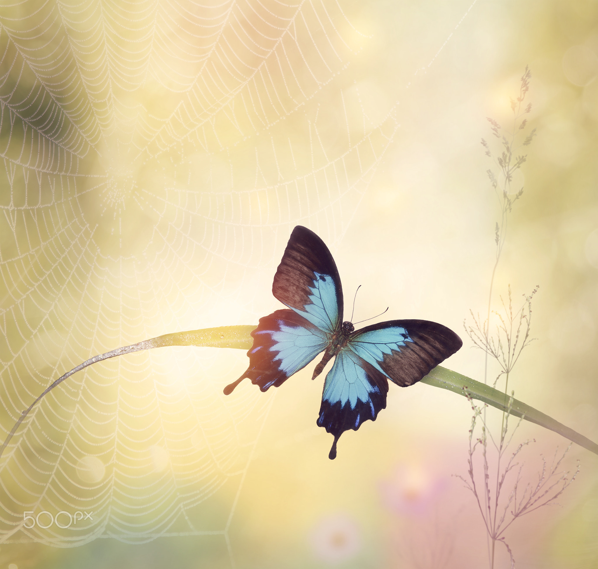 Ulysses butterfly (Papilio ulysses)