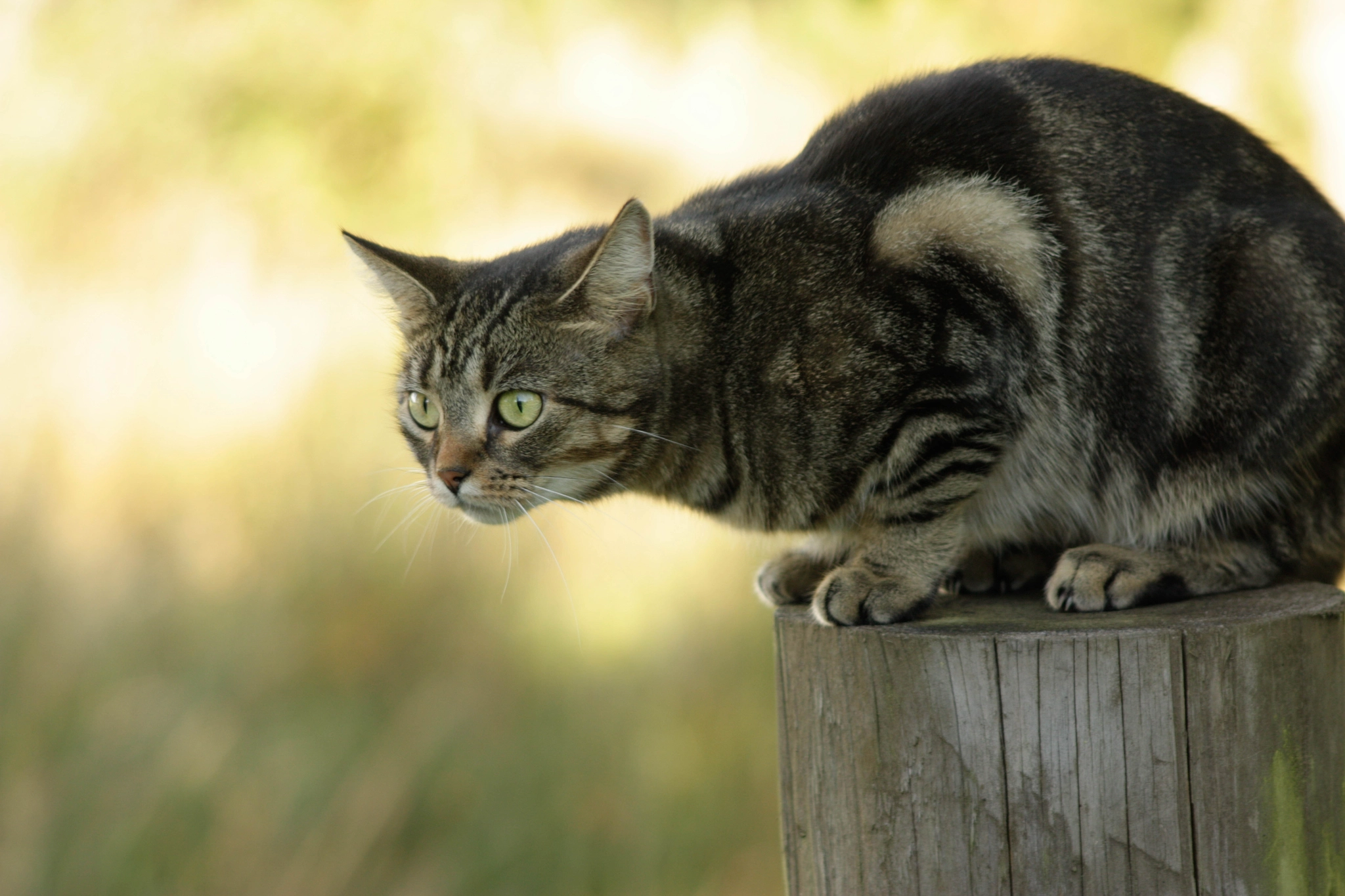 Tabby cat sitting on a post