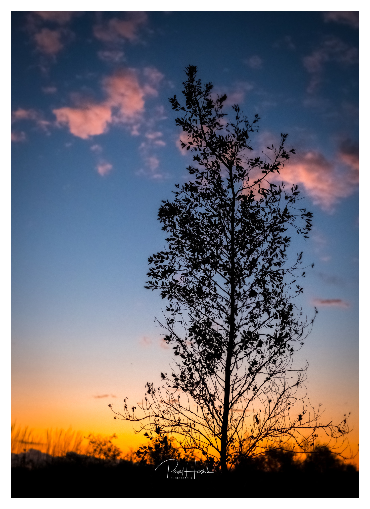 Lonely Tree