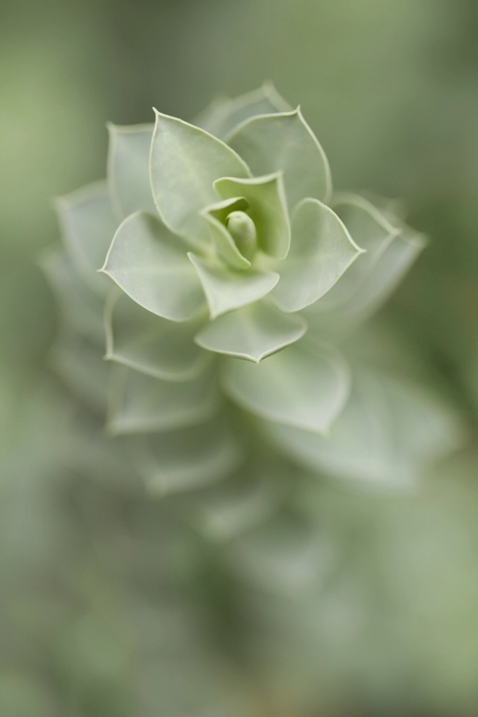 Donkey Tail Spurge Deep Cut Gardens By Vito Paratore 500px