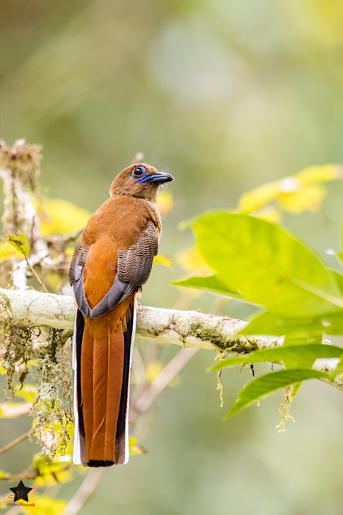 Malabar Trogon