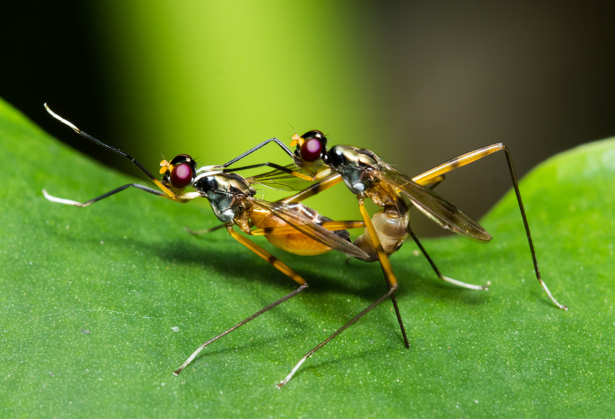  Insects  mating by Shaji Manshad Photo 22876749 500px