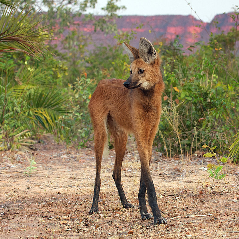 weird breeds of animals