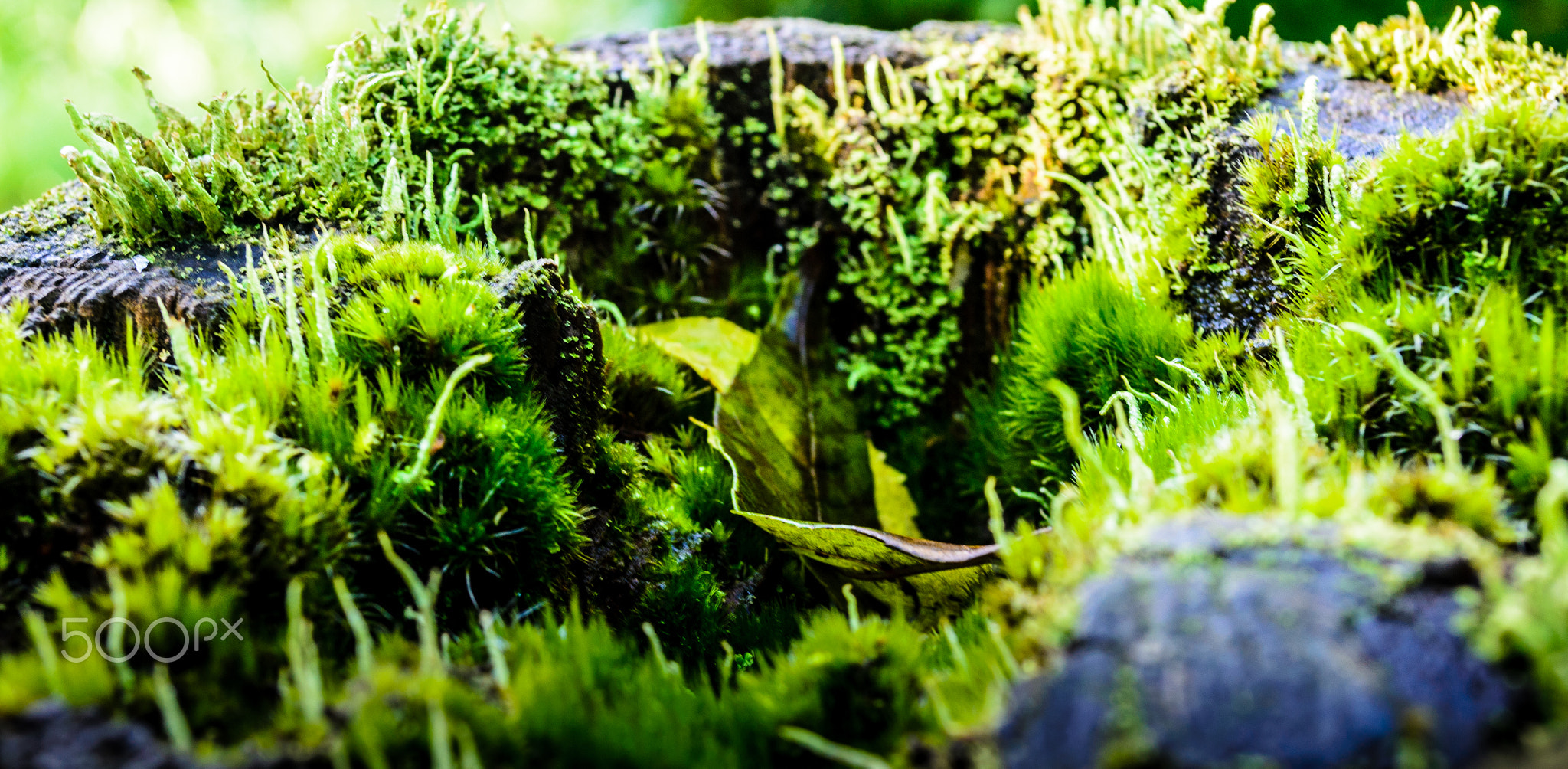forest of moss